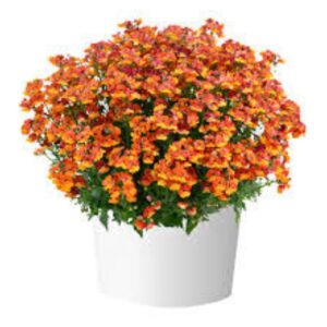 NEMESIA Nesia Tangerine